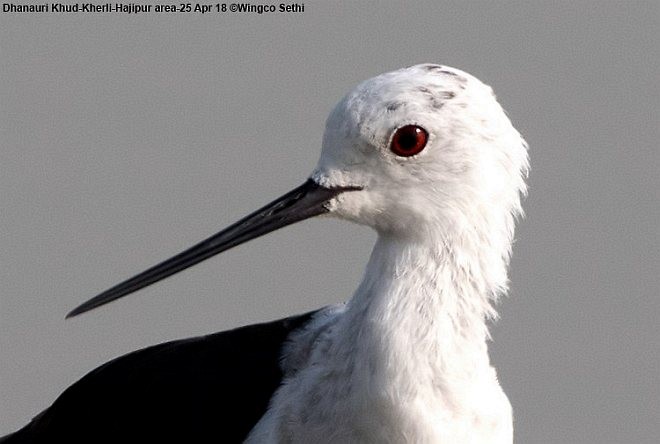 Black-winged Stilt - ML379652041