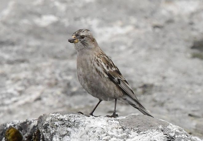 Plain Mountain Finch - ML379652131