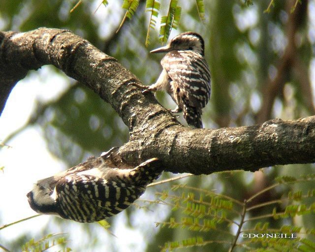 Sunda Pygmy Woodpecker - Daisy O'Neill