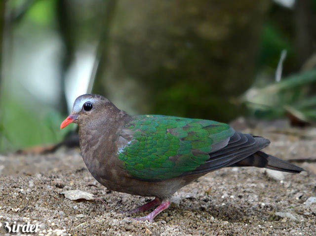 holub zelenokřídlý - ML379652191