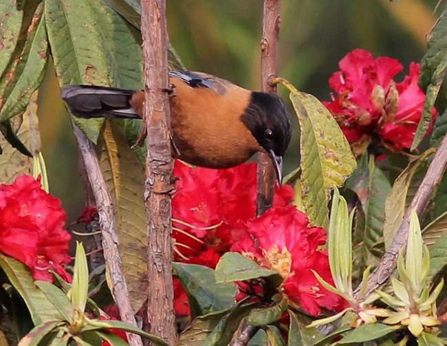 Rufous Sibia - ML379652501