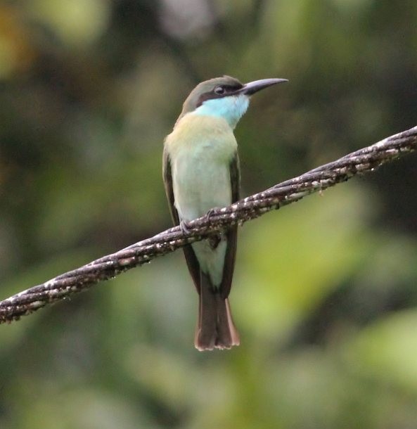 Blue-throated Bee-eater - ML379652971