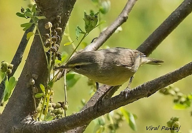 Sulphur-bellied Warbler - Pankaj Maheria