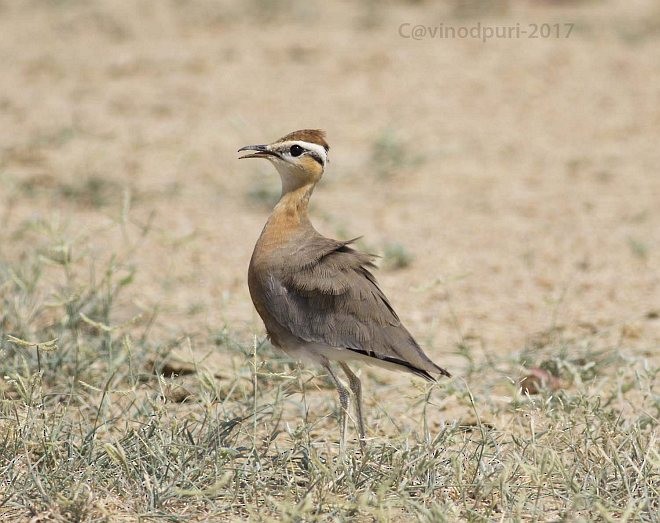 Indian Courser - ML379653321