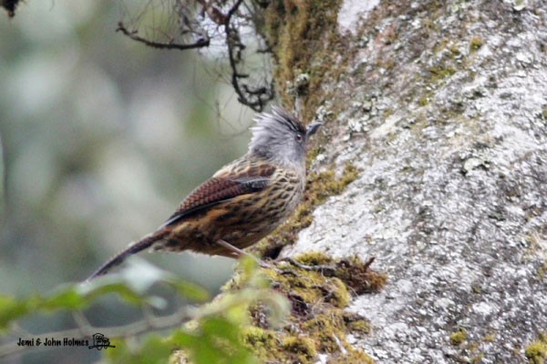 Streaked Barwing - ML379653461