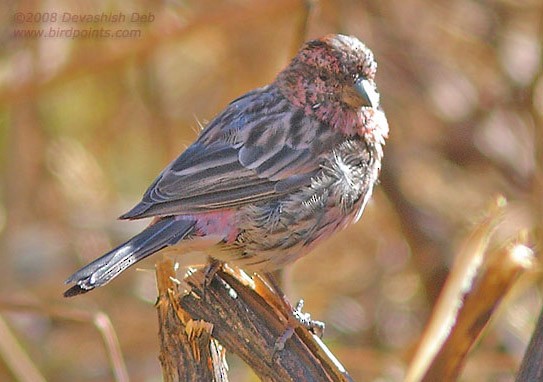 Himalayan Beautiful Rosefinch - ML379653471