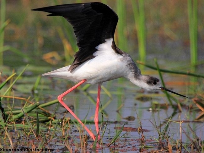 Black-winged Stilt - Shantanu Bhattacharya