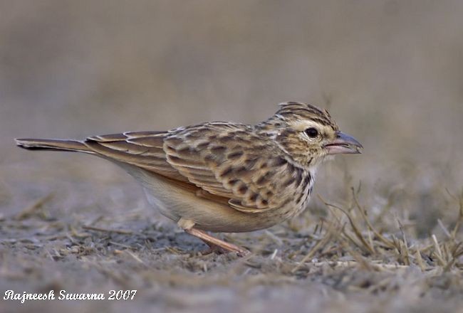 Indian Bushlark - ML379653531