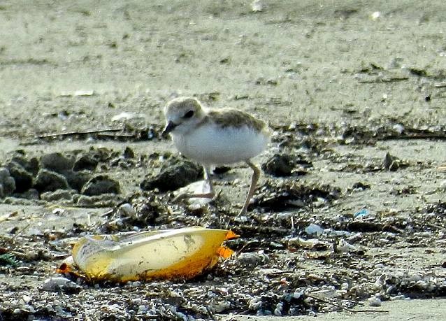 White-faced Plover - ML379653571