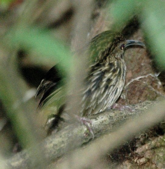 Long-billed Wren-Babbler - ML379653941