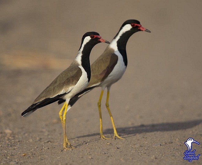 Red-wattled Lapwing - ML379654021