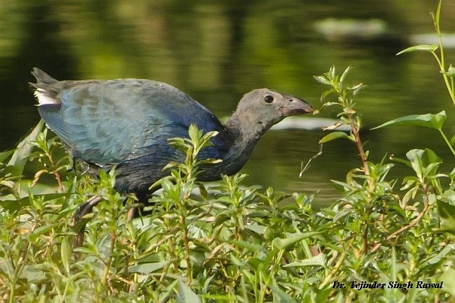 Gray-headed Swamphen - ML379654071