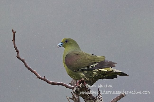 Тайваньский зелёный голубь (permagnus/medioximus) - ML379654421