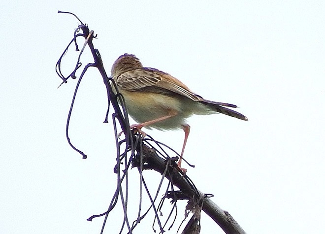 Zitting Cisticola (Western) - ML379654501