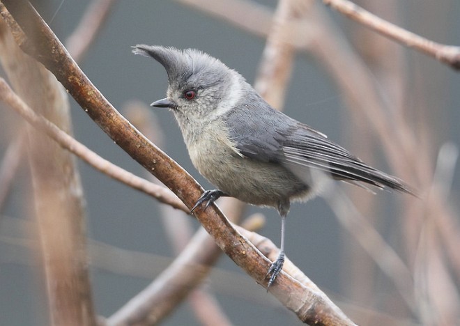 Gray-crested Tit - ML379654751