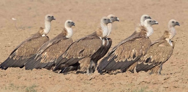 Eurasian Griffon - Alka Vaidya