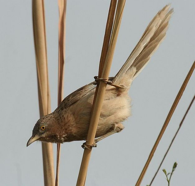 Striated Babbler - ML379655161