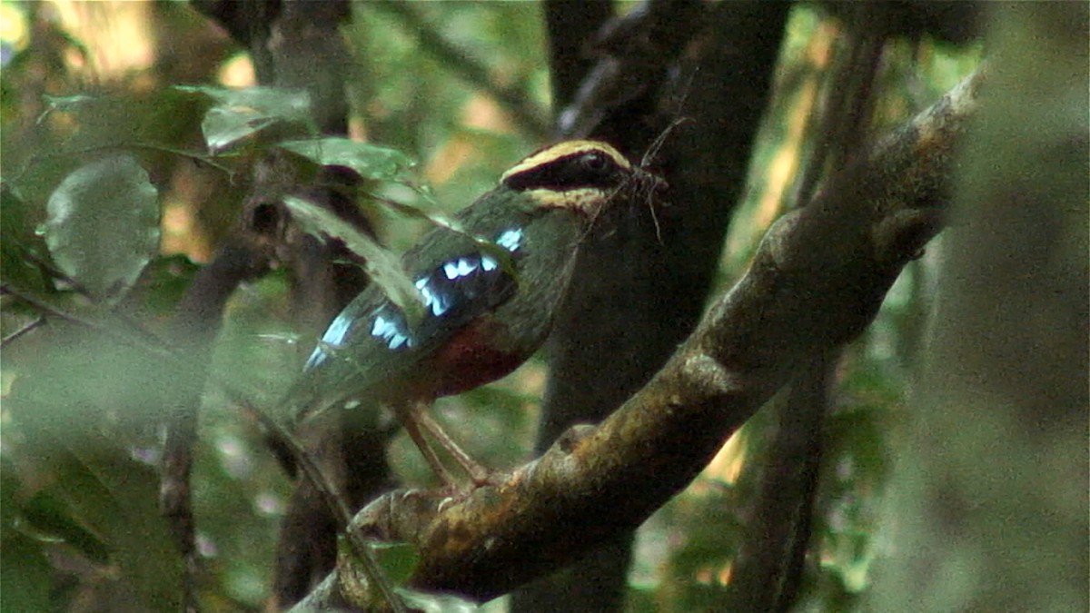 Green-breasted Pitta - ML379655181