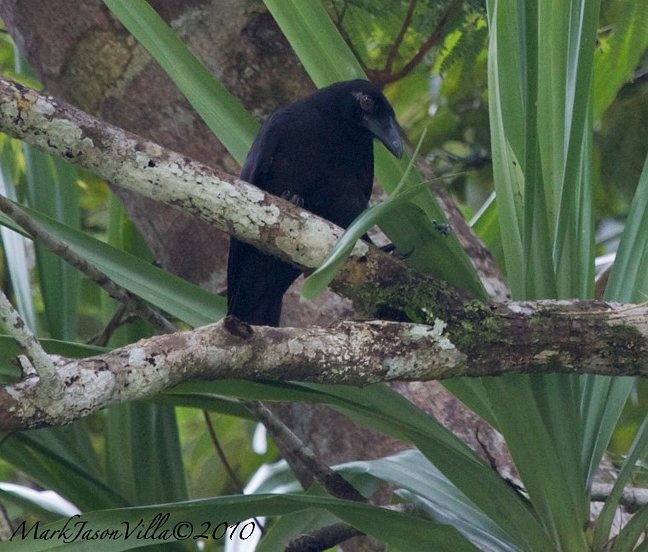 Slender-billed Crow (Sierra Madre) - ML379655211