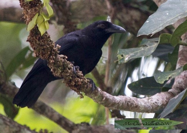 Slender-billed Crow (Sierra Madre) - ML379655241