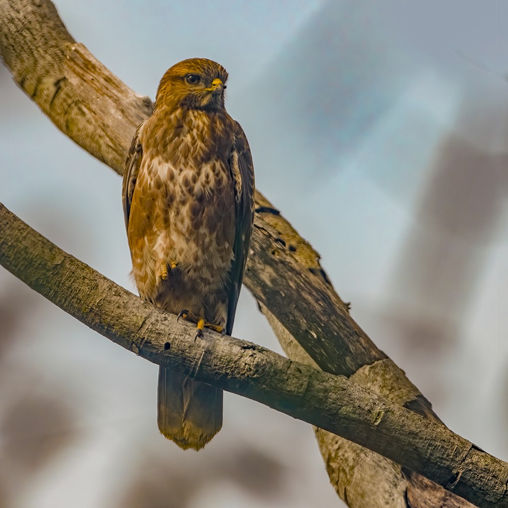 Poiana - ML379655371