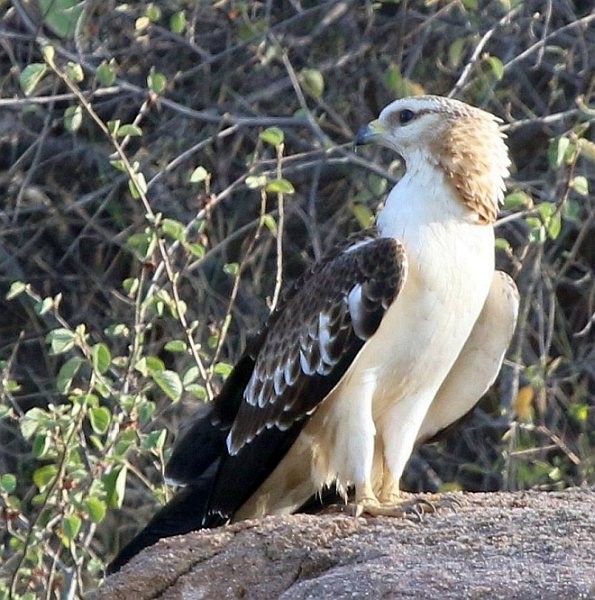Oriental Honey-buzzard - ML379655511