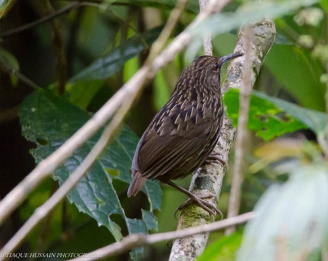 Long-billed Wren-Babbler - ML379655601