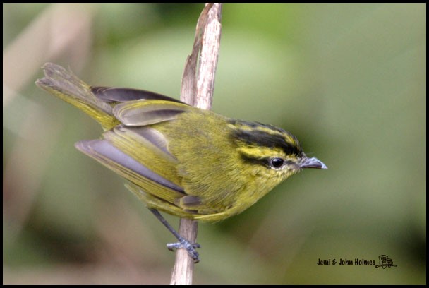 Mountain Leaf Warbler - ML379655611