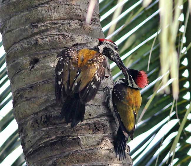 Black-rumped Flameback - ML379655661