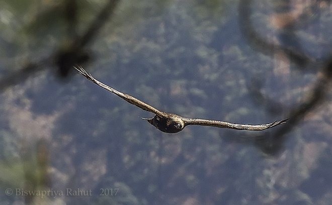 イヌワシ - ML379655811