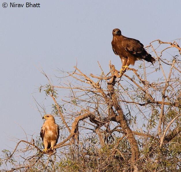 Tawny Eagle - ML379655941