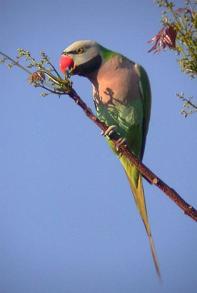 Red-breasted Parakeet - ML379656511