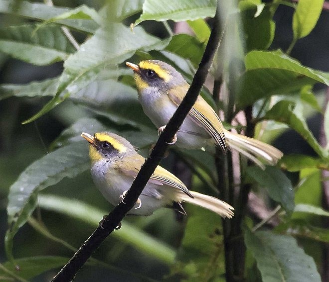 Mosquitero Carinegro - ML379656591