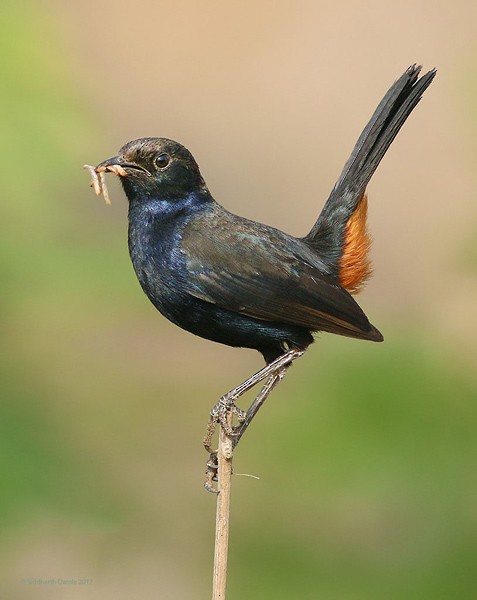 Indian Robin - ML379656681