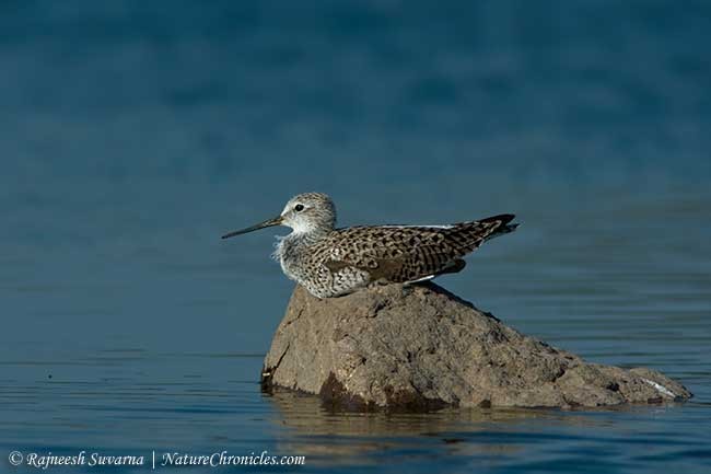 Marsh Sandpiper - ML379656711