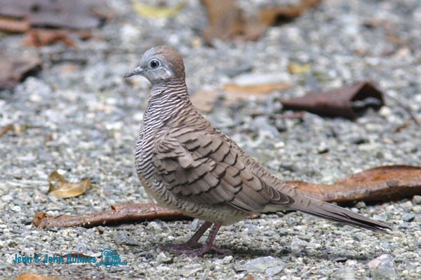 Zebra Dove - ML379656721