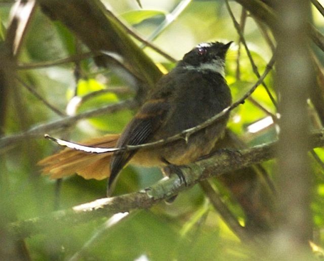 Rufous-tailed Fantail - ML379656851