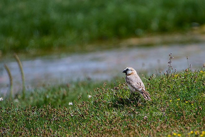 Blanford's Snowfinch - ML379656921