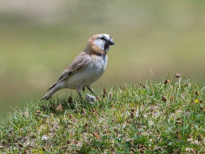 Blanford's Snowfinch - ML379656931