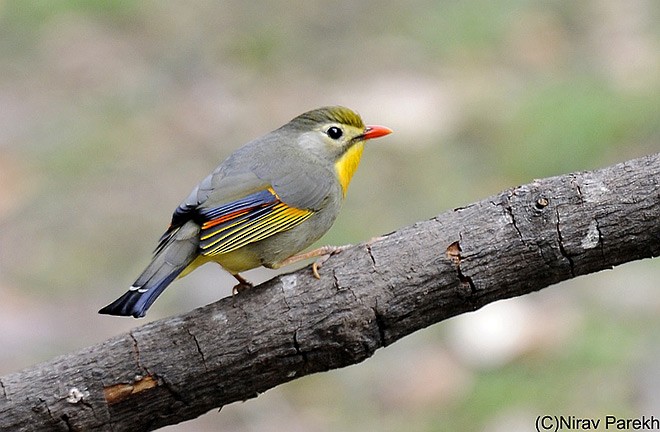 Red-billed Leiothrix - ML379656951