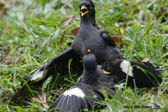 Javan Myna - ML379657001