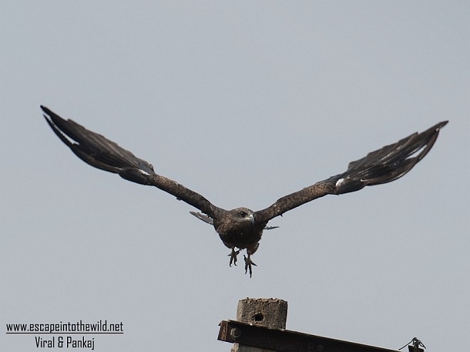 Black Kite - ML379657031