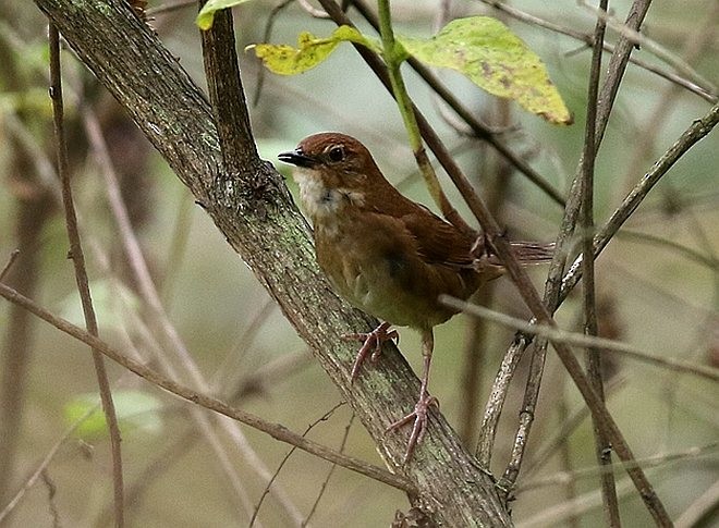 Sichuan Bush Warbler - Jun Tang