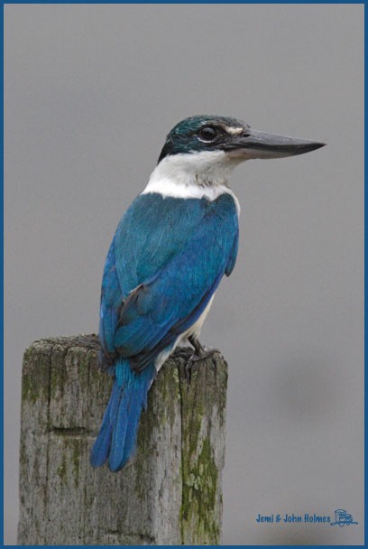 Collared Kingfisher - ML379657271