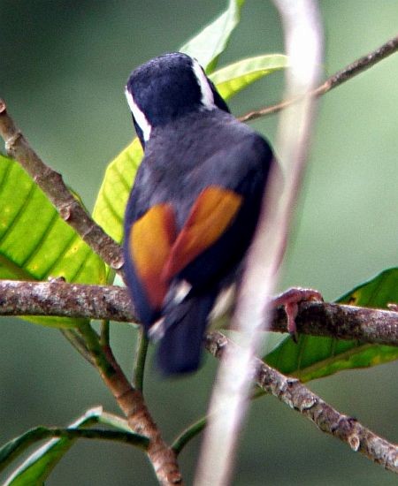 White-browed Shrike-Babbler (Blyth's) - ML379657461