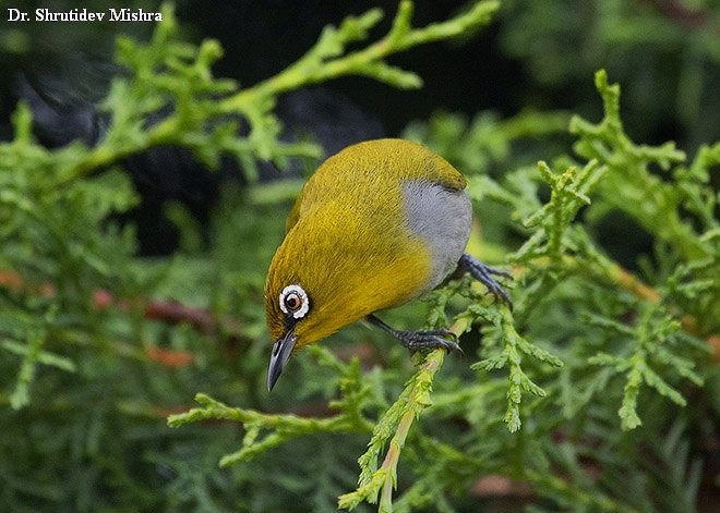 Indian White-eye - ML379657521