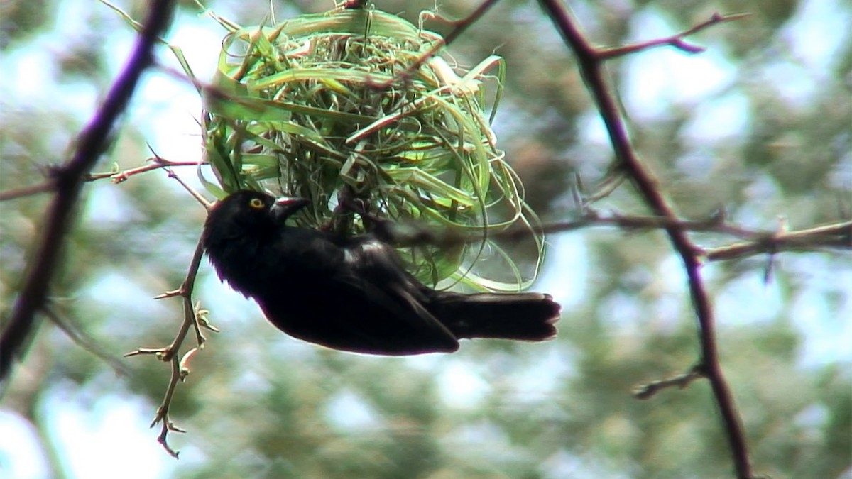 Vieillot's Black Weaver - ML379657691