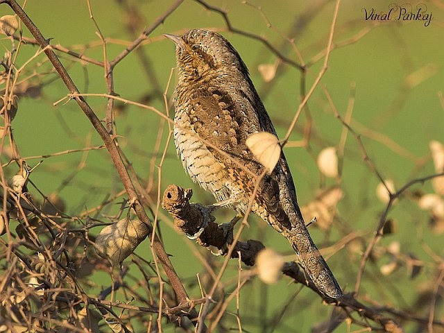 Eurasian Wryneck - ML379657721