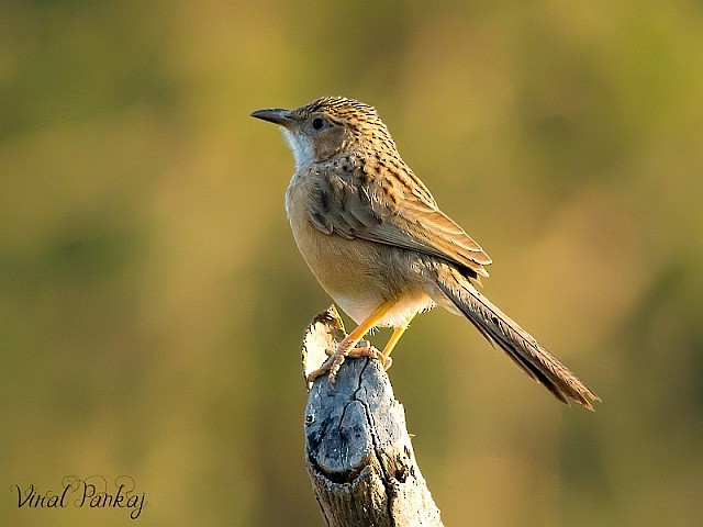 Common Babbler - Pankaj Maheria