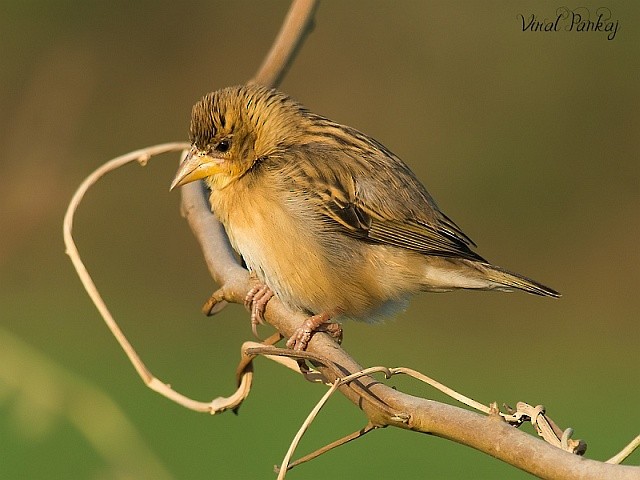 Baya Weaver - ML379657741